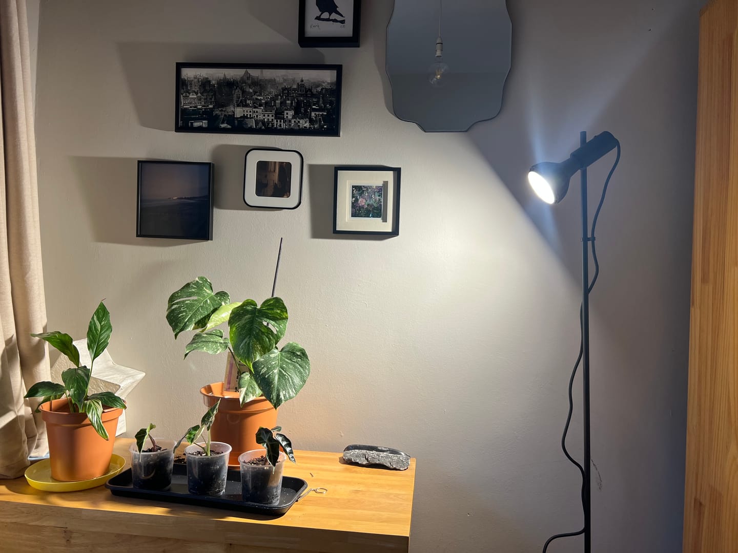 Customer photo review of Pianta Grow Light LED Bulb