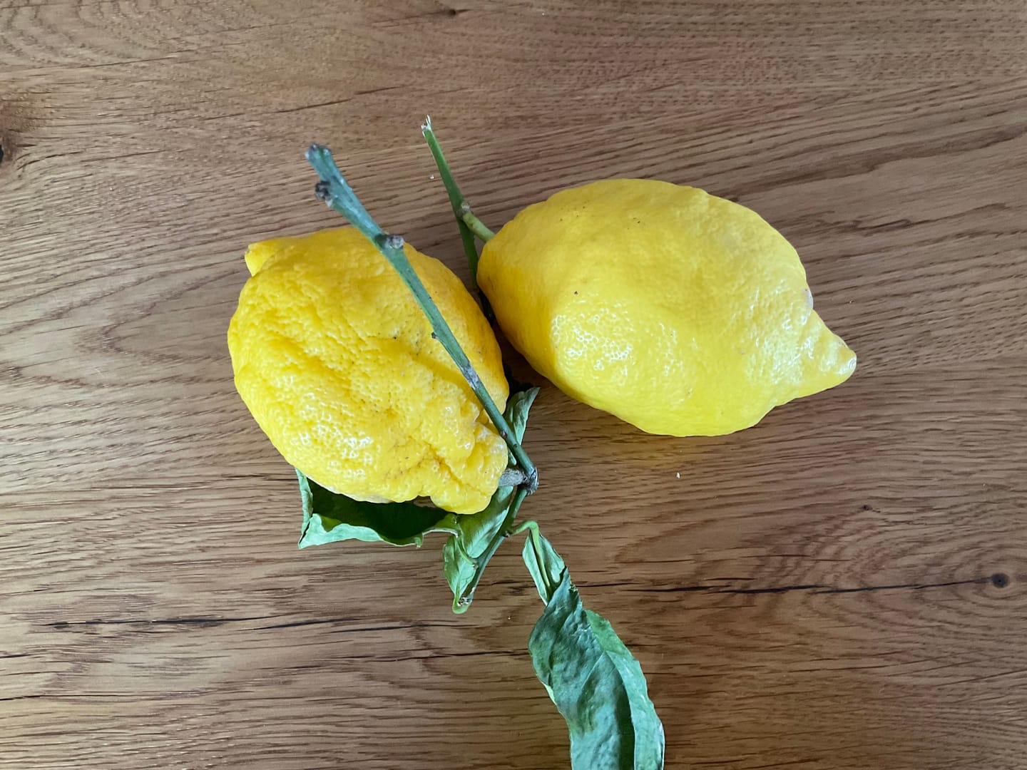 Customer photo review of Zitronen Bio Sizilien
