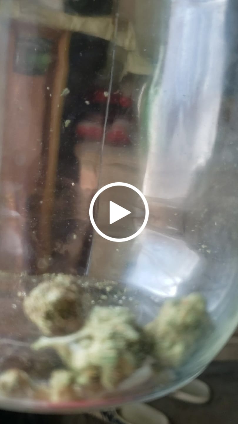 Customer video review of Greenhouse Smalls