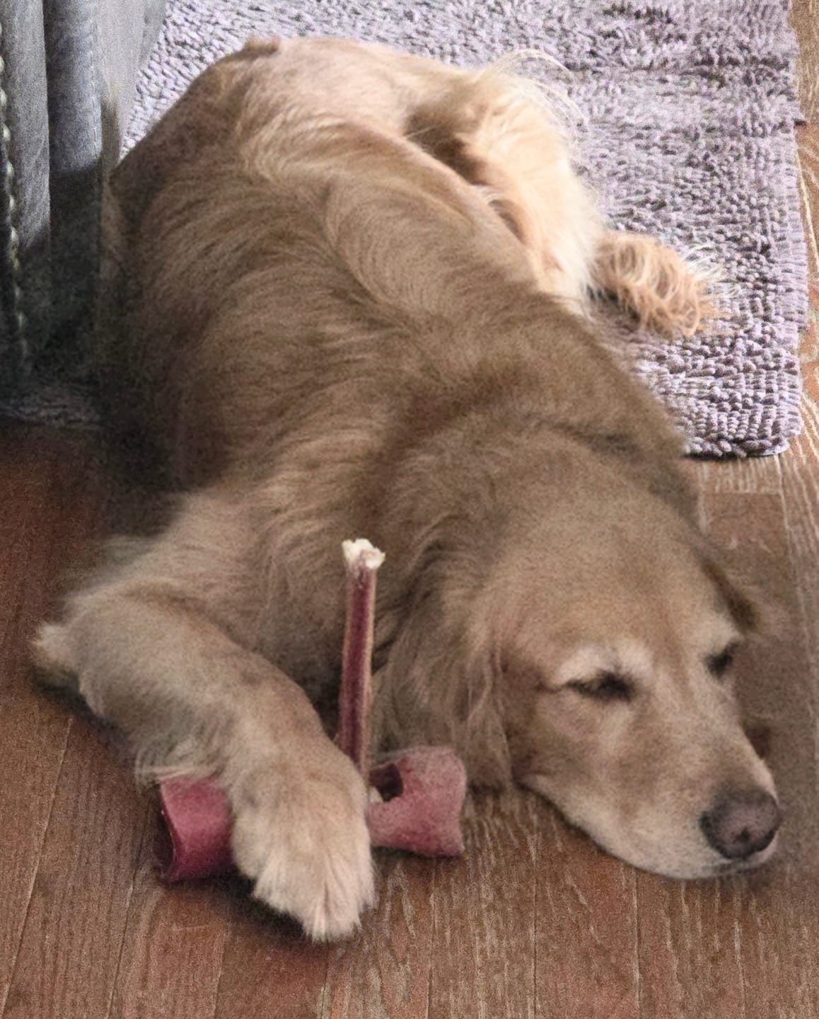Customer photo review of 12 Inch Monster Bully Stick
