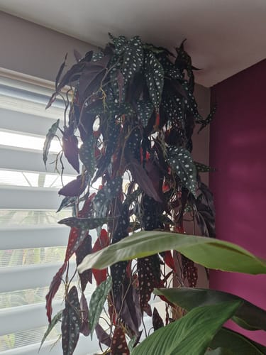 Customer photo review of Begonia Maculata Kunstslinger 120cm (Guirlande)