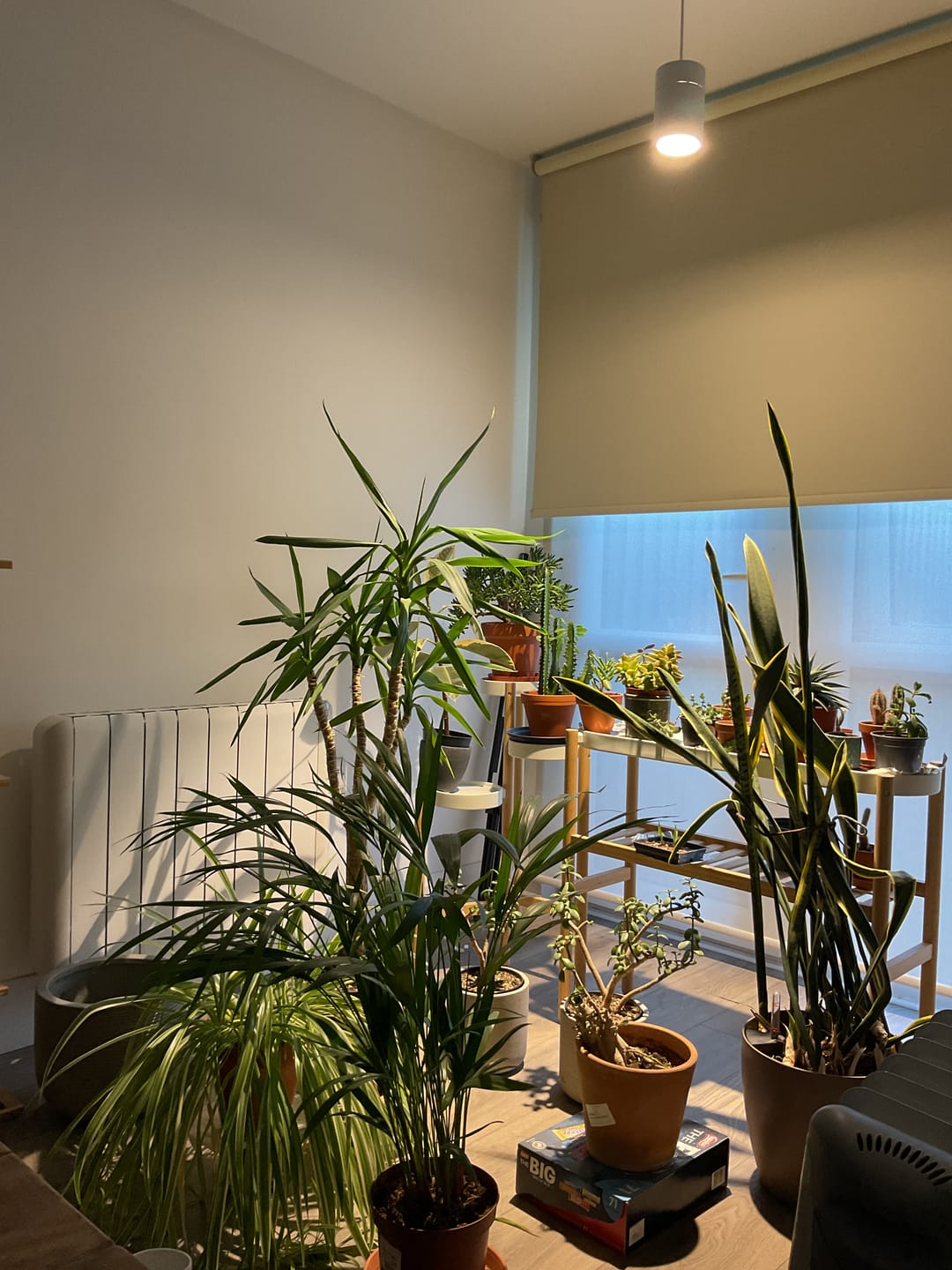 Customer photo review of Claria Grow Light Pendant: Grow Anywhere