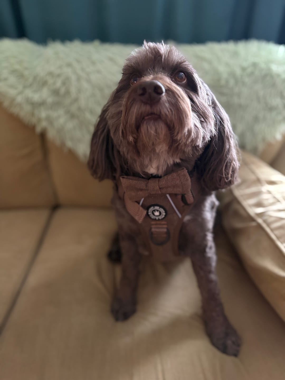 Customer photo review of Oxford Tweed Bow Tie