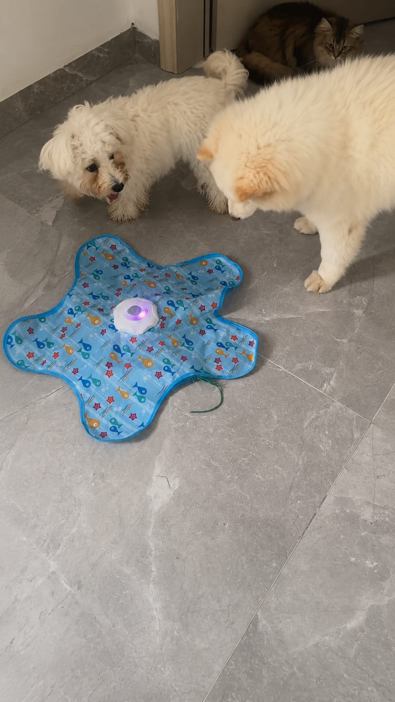 Customer photo review of Teasing UFO