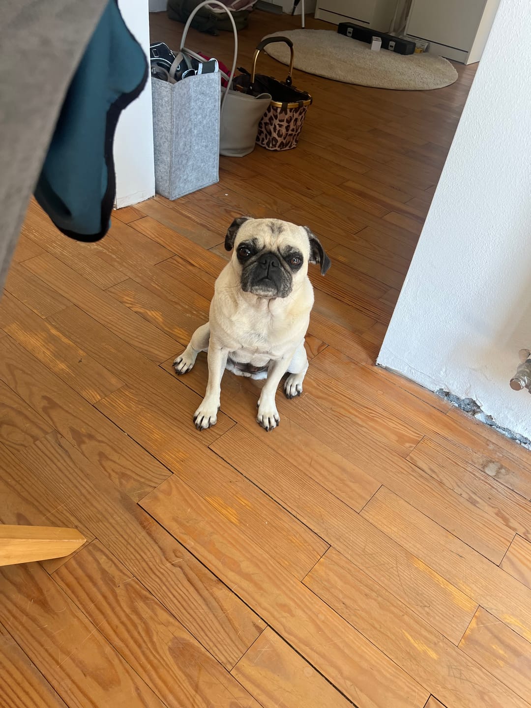 Customer photo review of Wurmtest Plus Hund