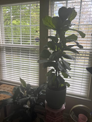 Reviewer's tall Fiddle Leaf Fig and other plants thriving in a room after using Hydration Renew.
