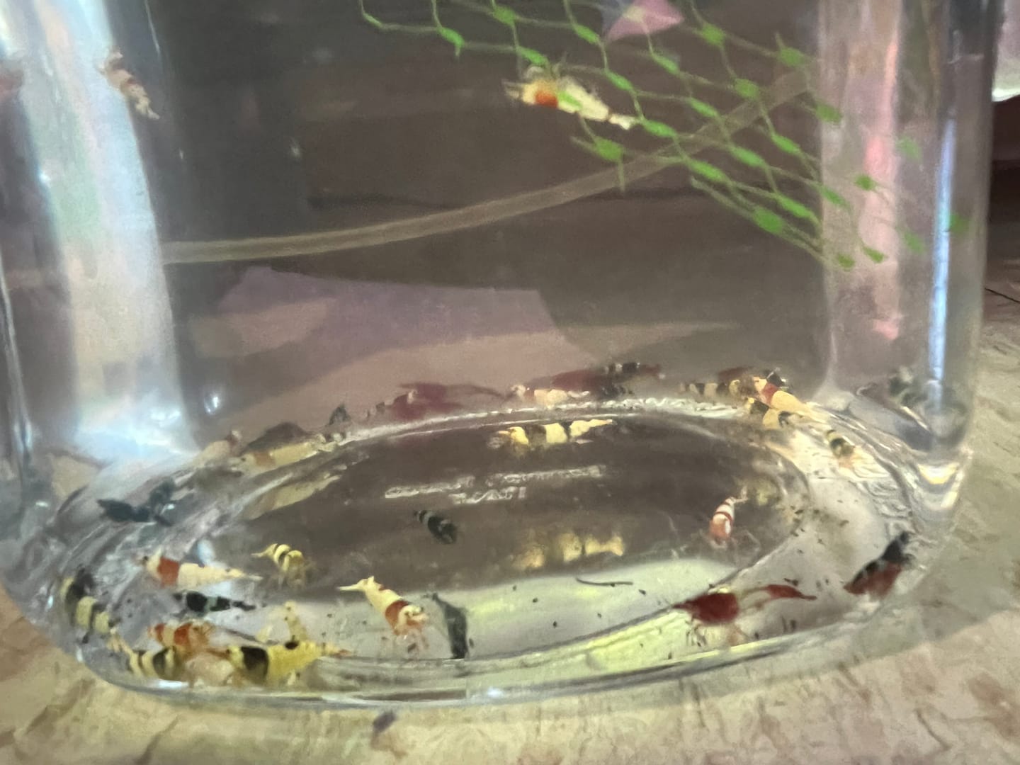 Customer photo review of Crystal Black Shrimp