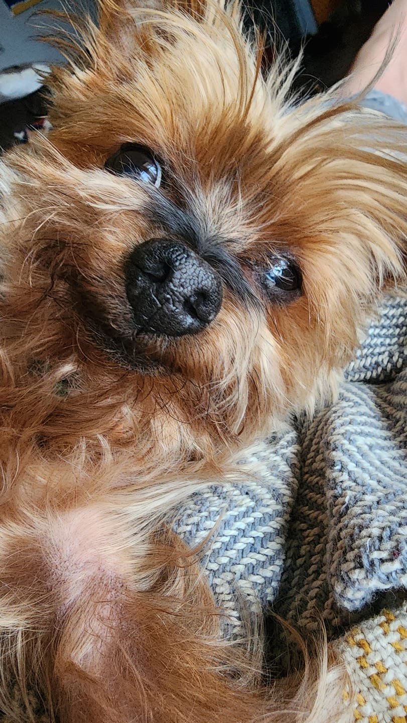 Customer photo review of 10-12 Inch Peanut Butter Cheek Roll