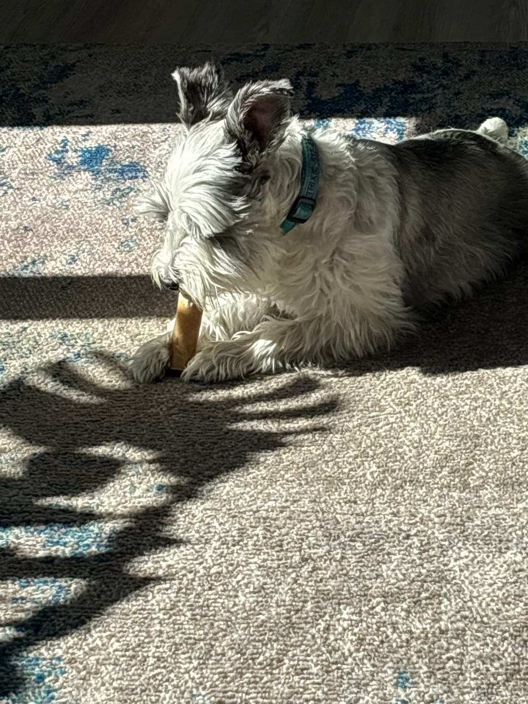 Customer photo review of Natural Farm Bully Stick Cold Dried Raw 6”