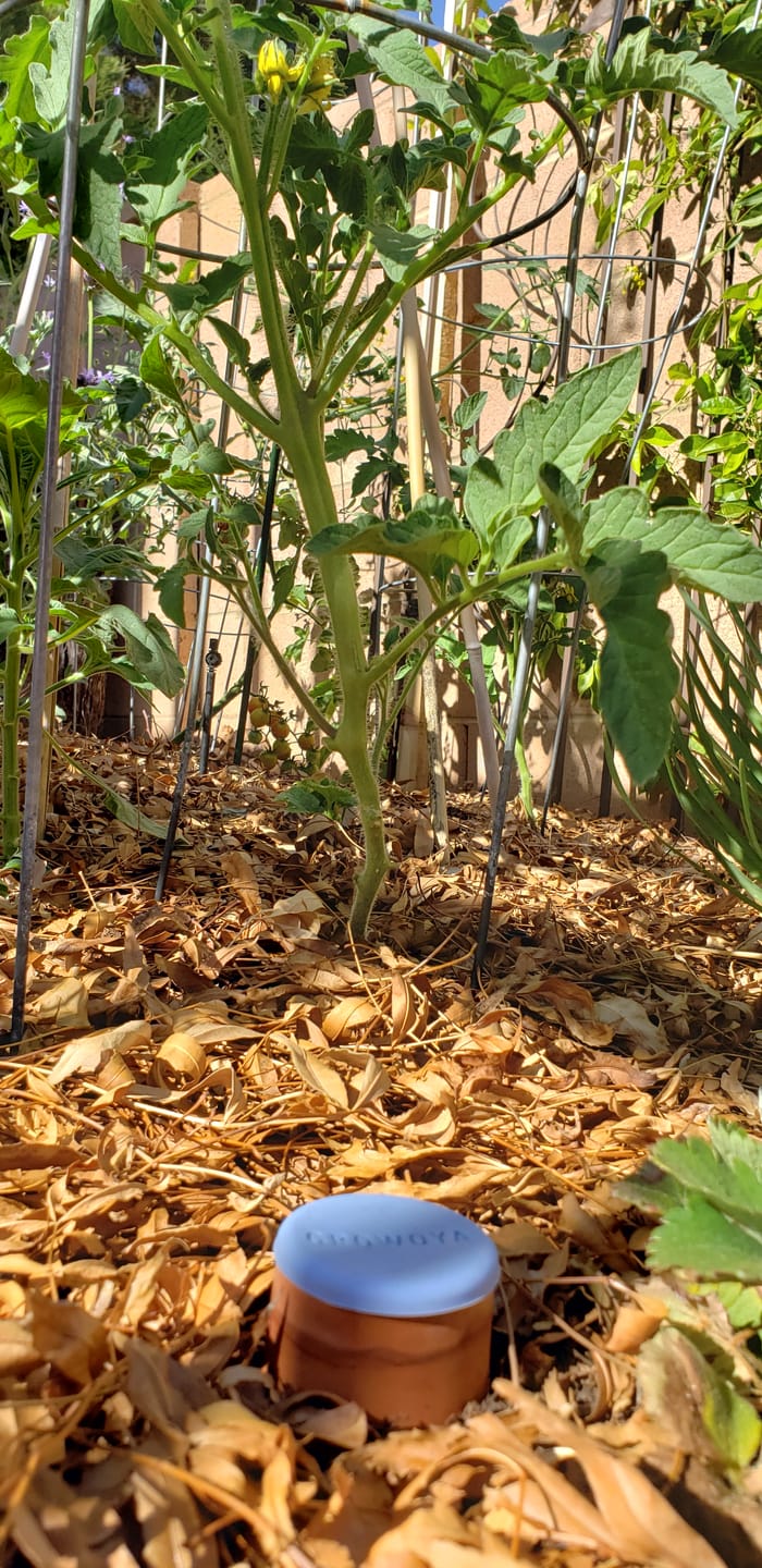 Customer photo review of Oya™ Watering Pot