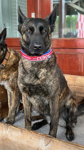 Customer photo review of Personalised Dog Collar with Name - Neoprene - M | 3.5 cm width