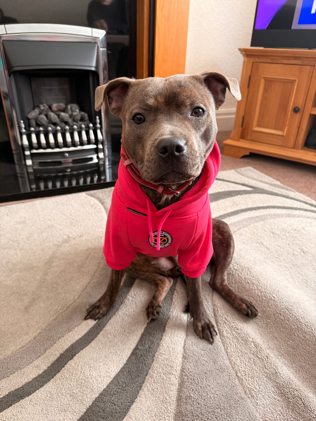 Customer photo review of Staffordshire Bull Terrier 1935® Hoodies - Fuchsia
