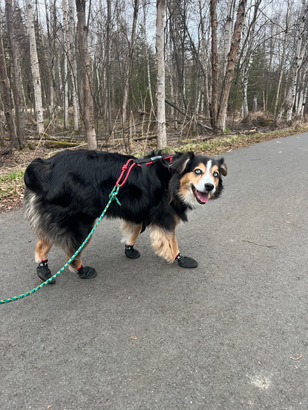 Customer photo review of AIR PUP SPRINTERS - SET OF 4