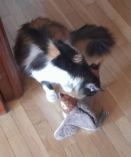 Customer photo review of Flapping Bird Cat Toy