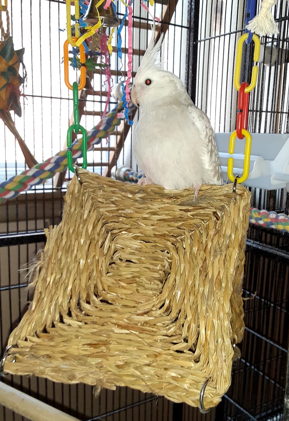 Customer photo review of 6" Woven Grass Mat