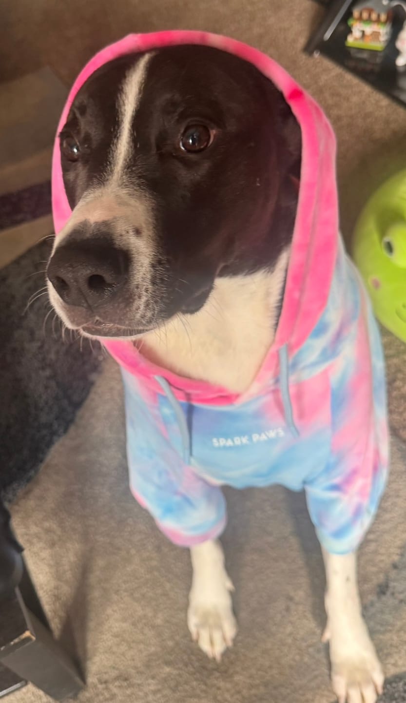 Customer photo review of Velvet Dog Hoodie - Snow Cone