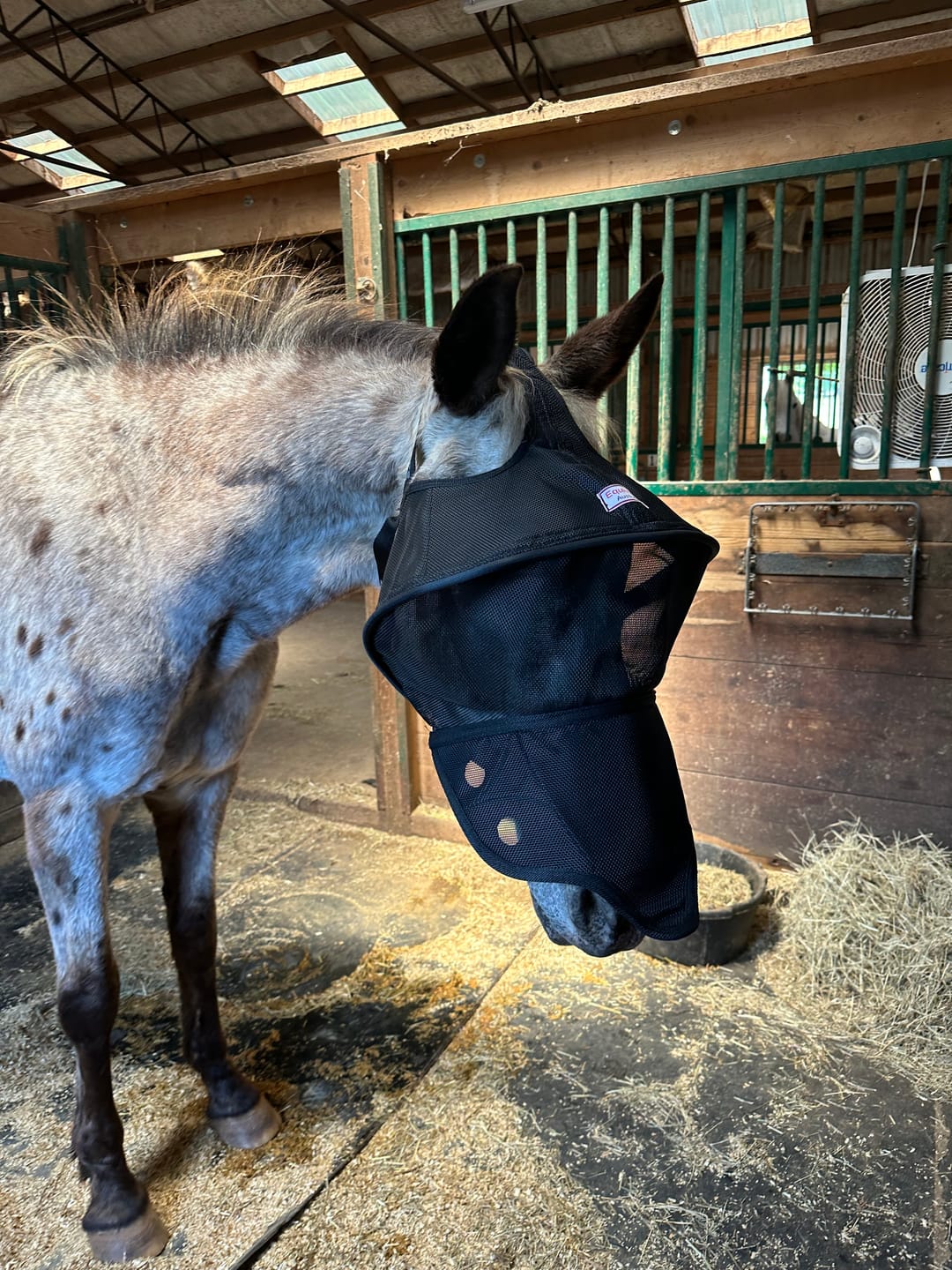 Customer photo review of Solar Vizor Fly Mask - With Nose Protection - NEW STYLE
