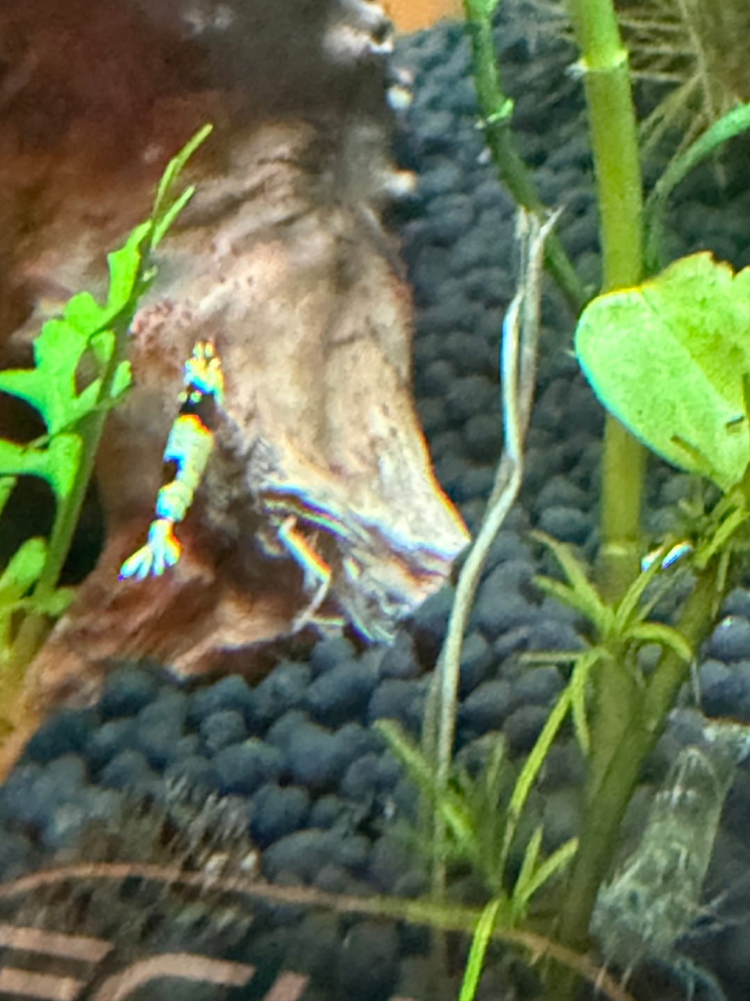 Customer photo review of Crystal Black Shrimp