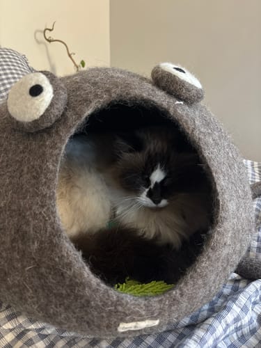 Customer photo review of Cat Cave - Octopus