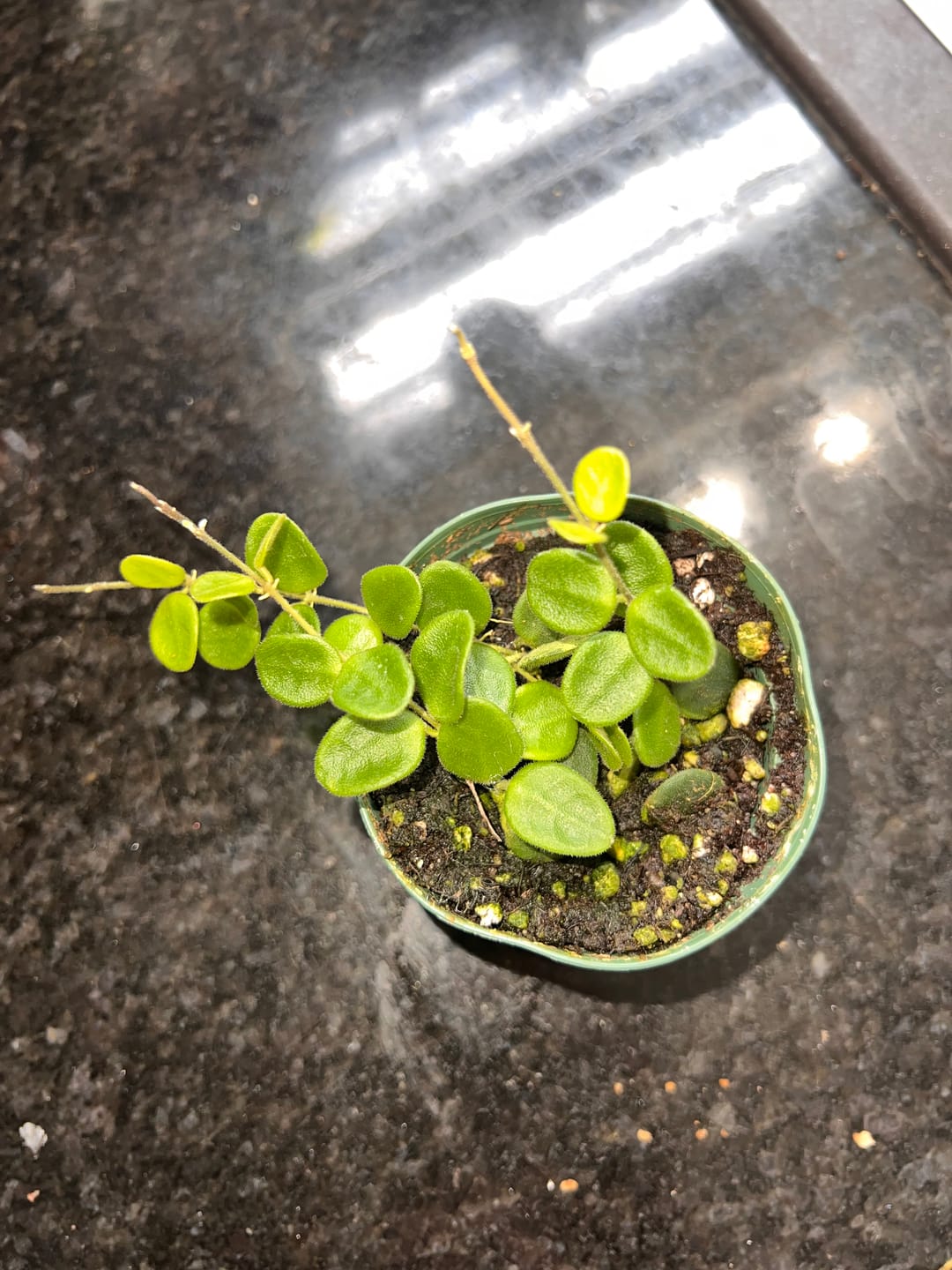 Customer photo review of Hoya serpens