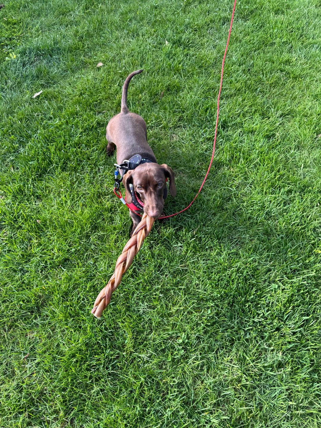 Customer photo review of 6 Inch Standard Bully Stick