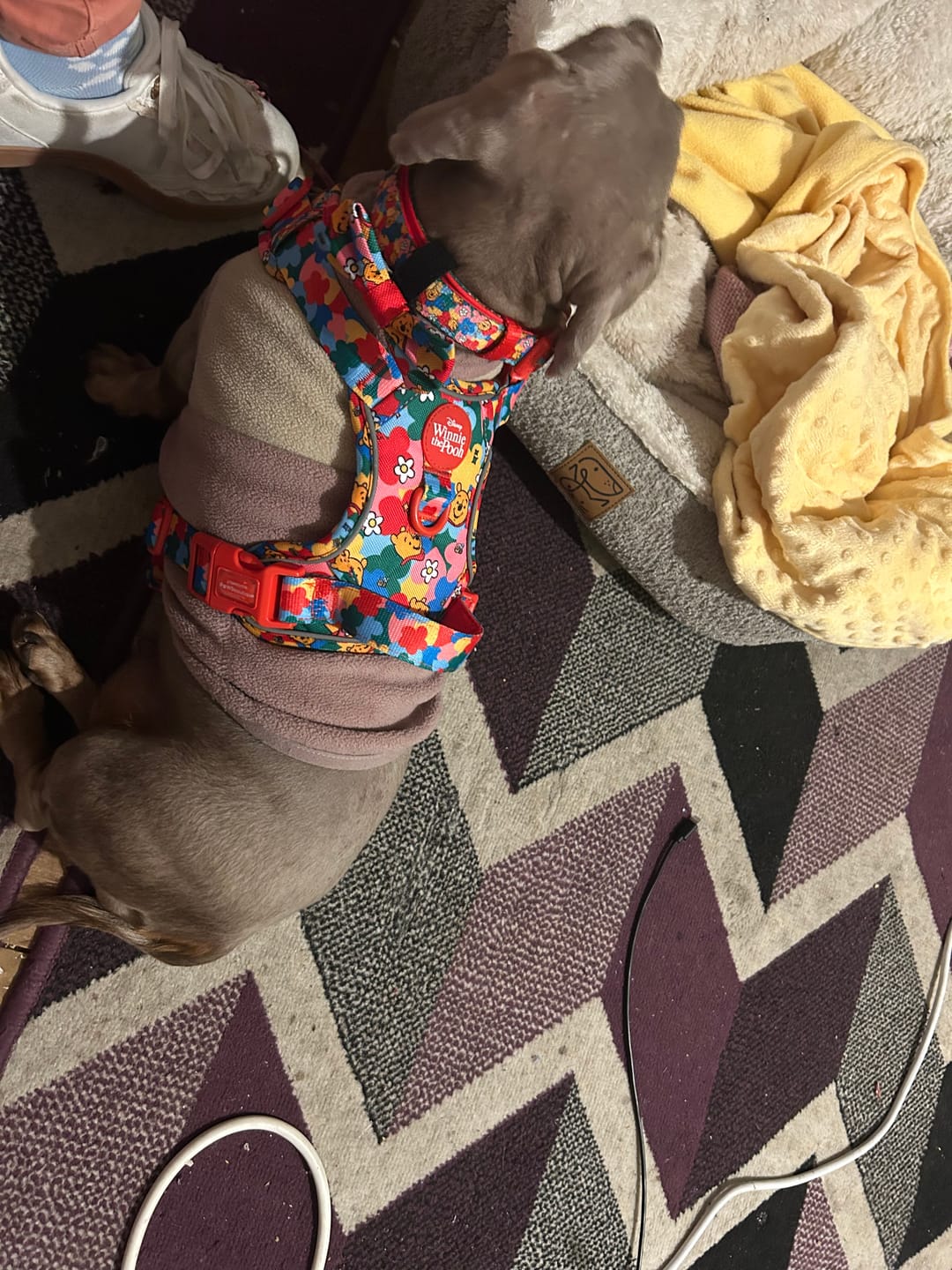 Customer photo review of Disney© Tough Trails™ Harness - Winnie Goes Retro