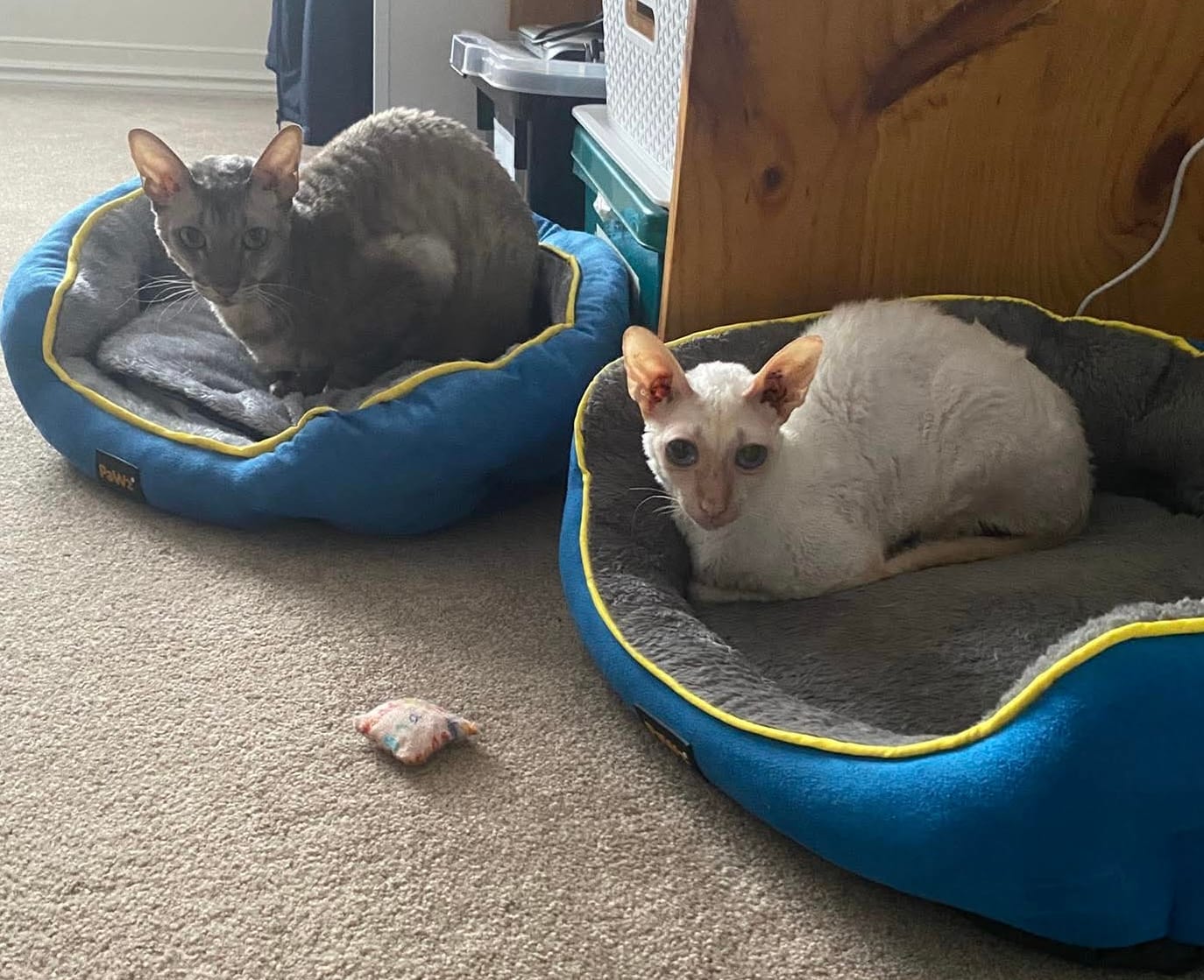 Customer photo review of Electric Pet Heater Bed Thermal Protection