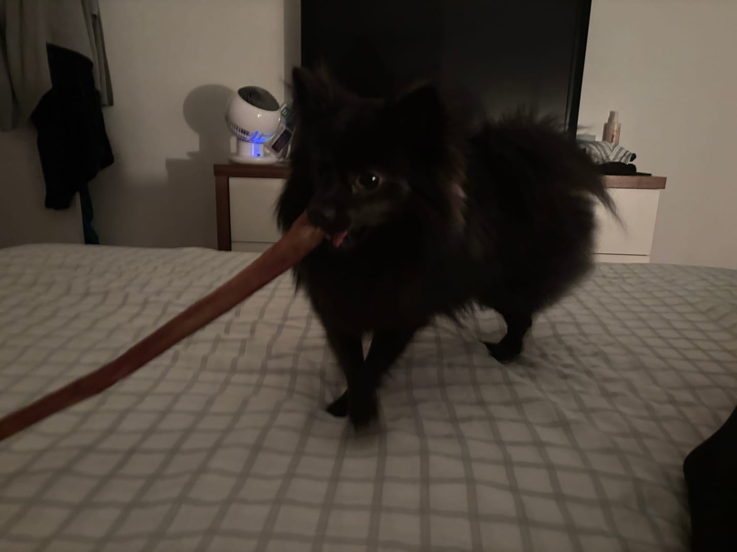 Customer photo review of Vrac Nature's Own - Bully Sticks de boeuf mastication pour chien