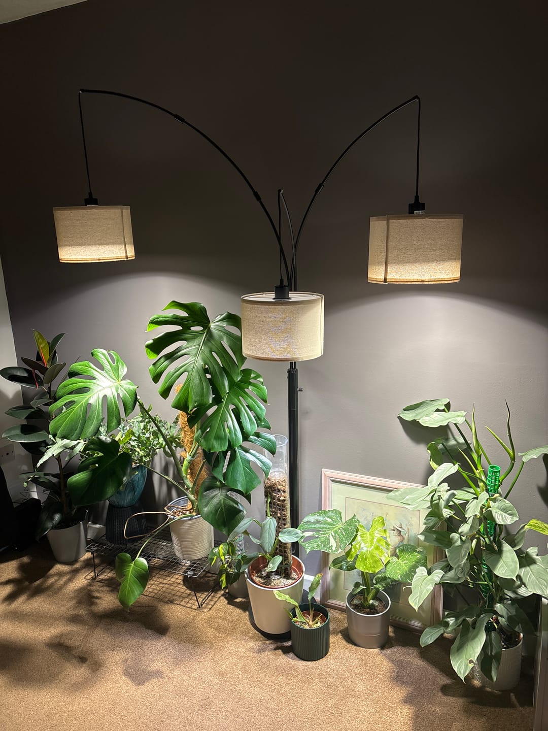 Customer photo review of Pianta LED Grow Light 3-Pack bundle