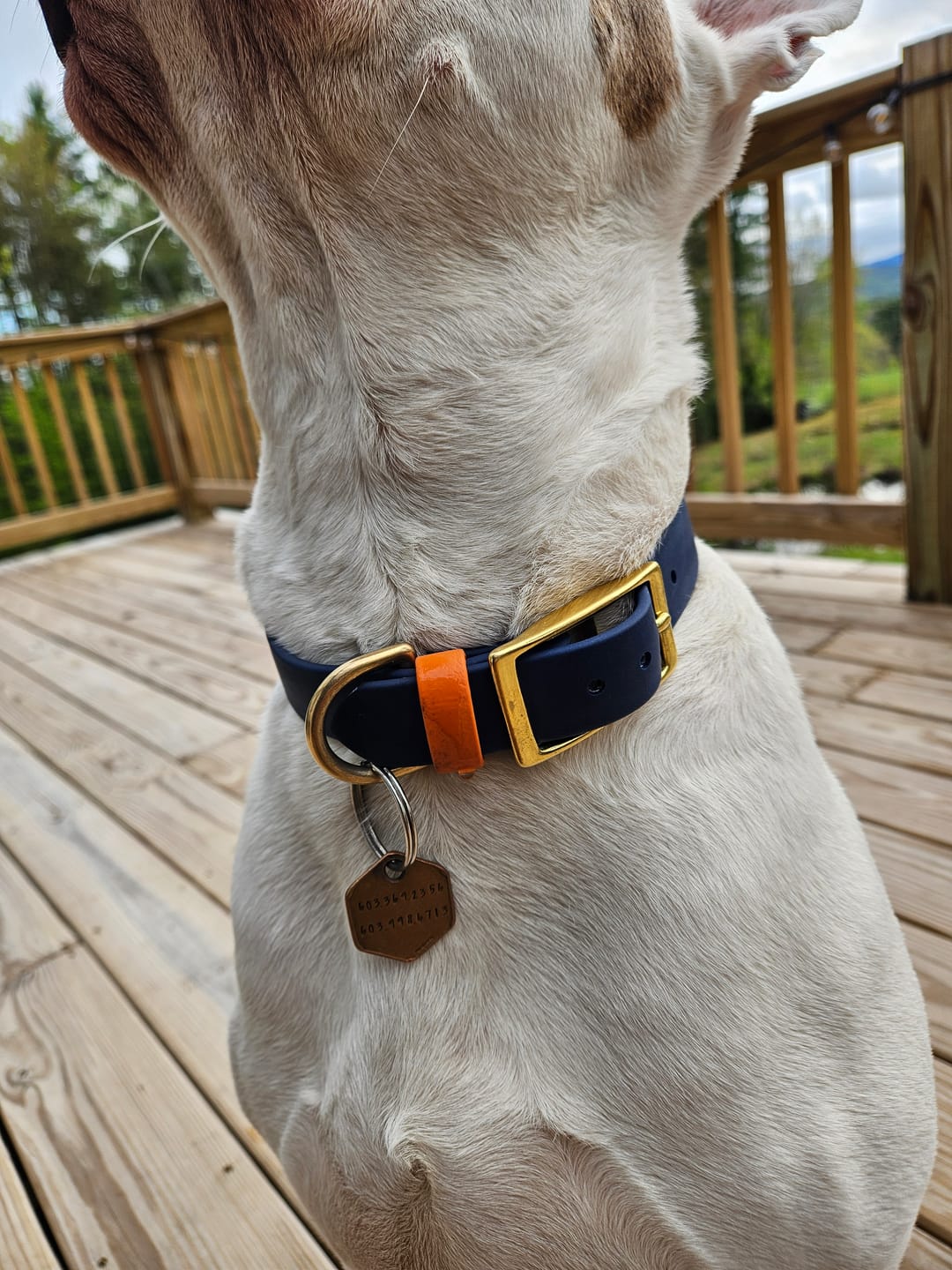 Customer photo review of Denali Center Ring BioThane Collar