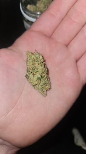Customer holding a single, dense bud of White Truffle THCA in their palm.