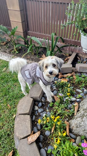 Customer photo review of 🇲🇽 Dogñitas – The Abuelita Mandil for Your Pup 🐶