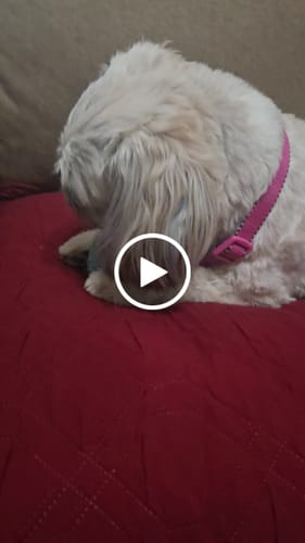 Customer video review of Long-Lasting Yak Chews — 4 Flavor Pack