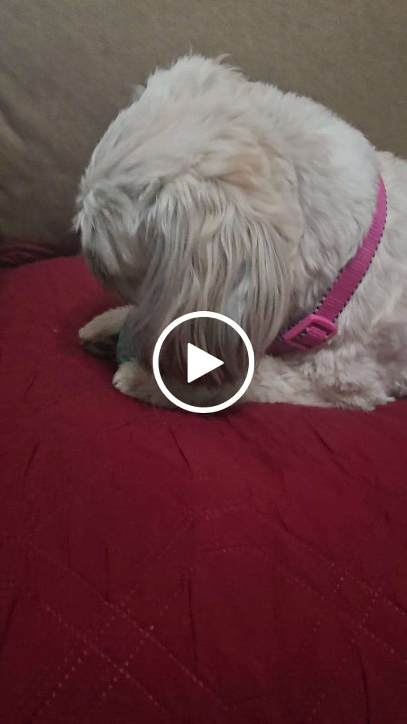 Customer video review of Long-Lasting Yak Chews — 4 Flavor Pack