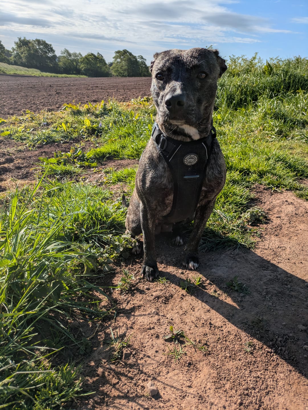 Customer photo review of Trail & Glow Tweed Dog Harness - Colour Drops - Charcoal Tweed