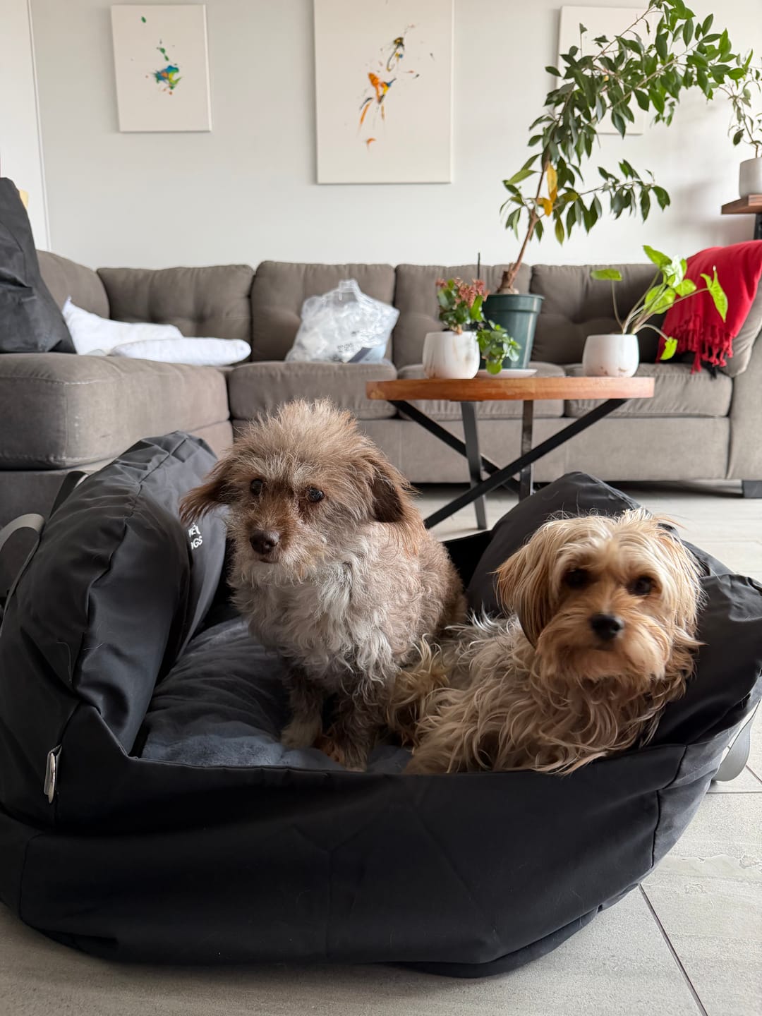 Customer photo review of Asiento Primera Clase THE DOGS — Viajes seguros y cómodos