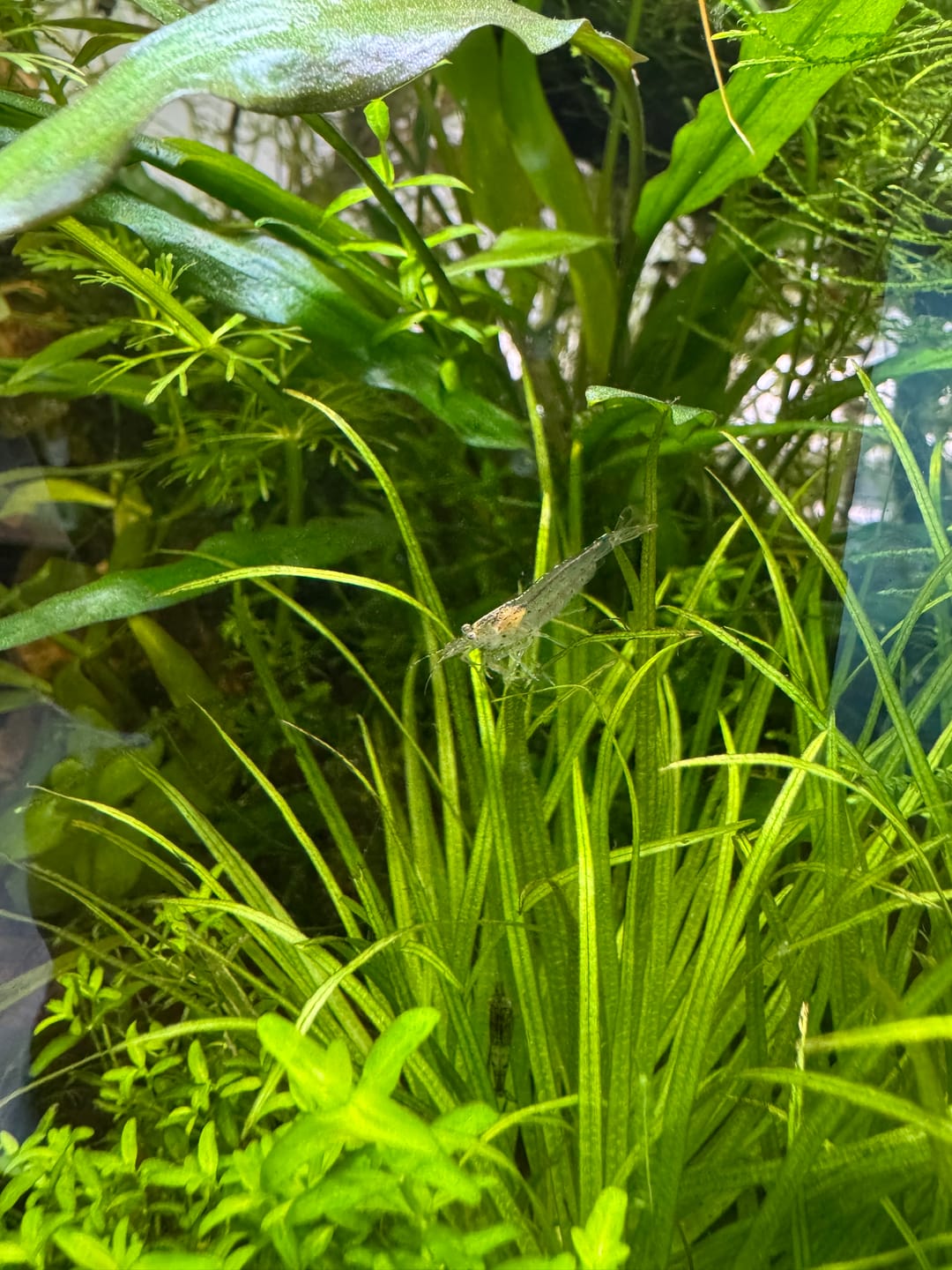 Customer photo review of Amano Shrimp