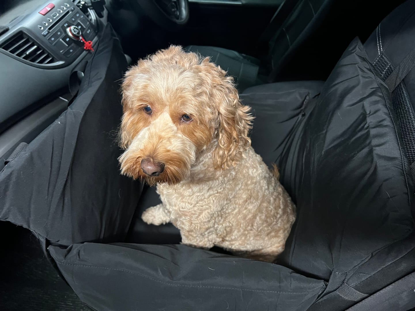 Customer photo review of Dog Car Carrier & Car Seat Carry Bag for Travel