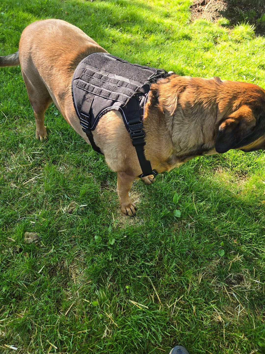 Customer photo review of NEW Upgraded Tactical No-Pull Team K9™ Dog Harness with 4 Quick-Release Metal Buckles, Reinforced Front & Back V-Rings, Hook & Loop Panels, Adjustable Straps, Reflective Strips, & Top Handle