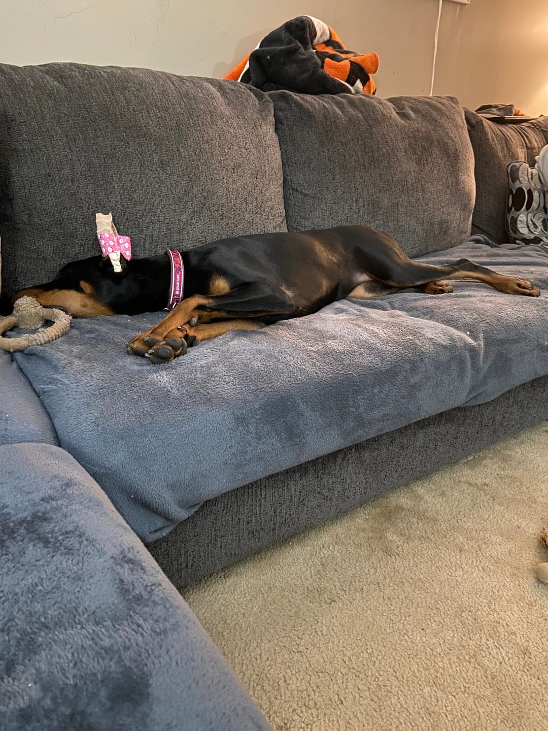 Customer photo review of Cushioned Martingale Collars