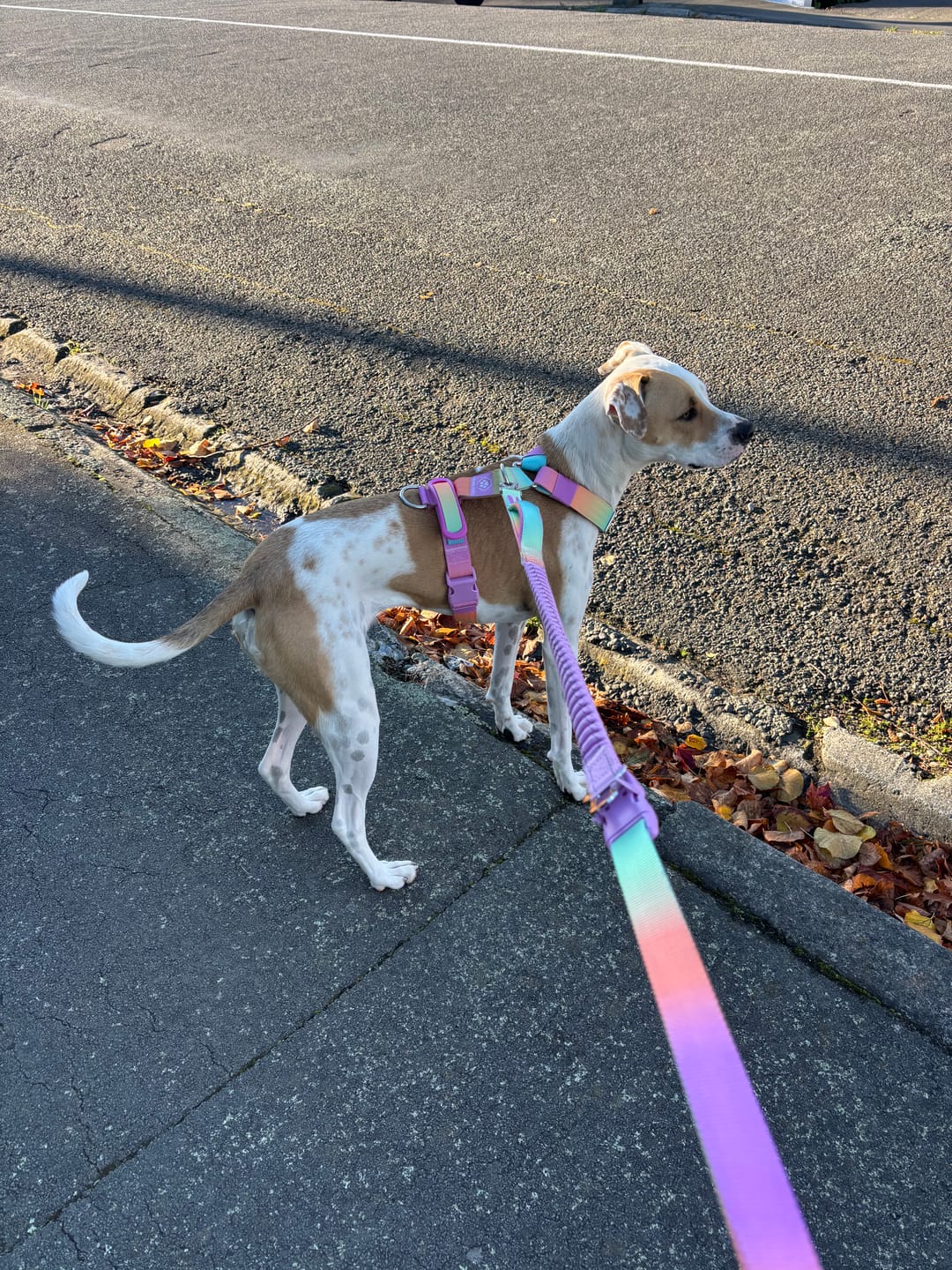 Customer photo review of Comfort Control No-Pull Dog Harnesses