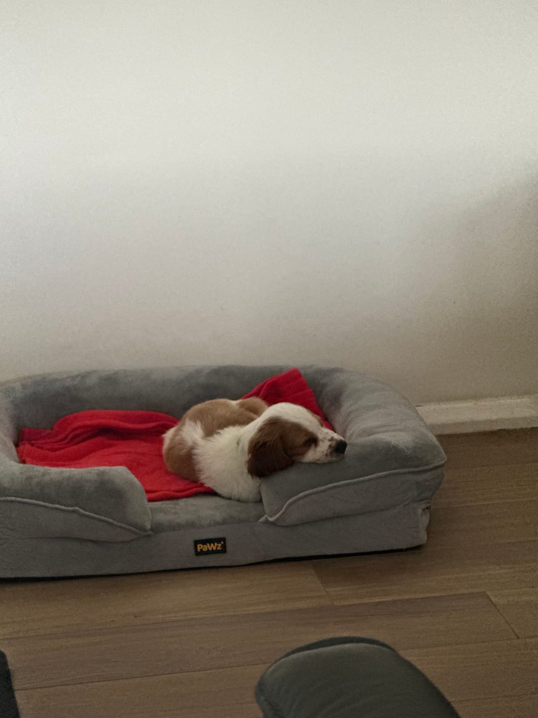 Customer photo review of Memory Foam Pet Sofa Bed