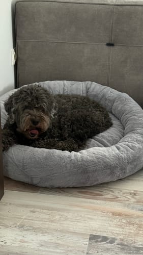 Ein dunkler, lockiger Hund eines Kunden liegt in dem weichen, grauen orthopädischen Hundebett.