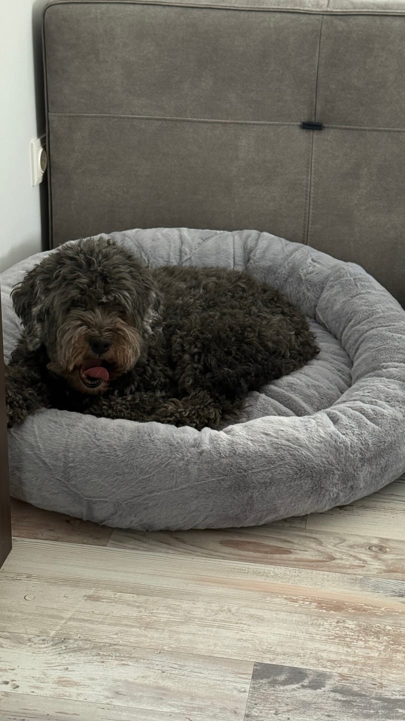 Customer photo review of Orthopädisches Hundebett Deluxe