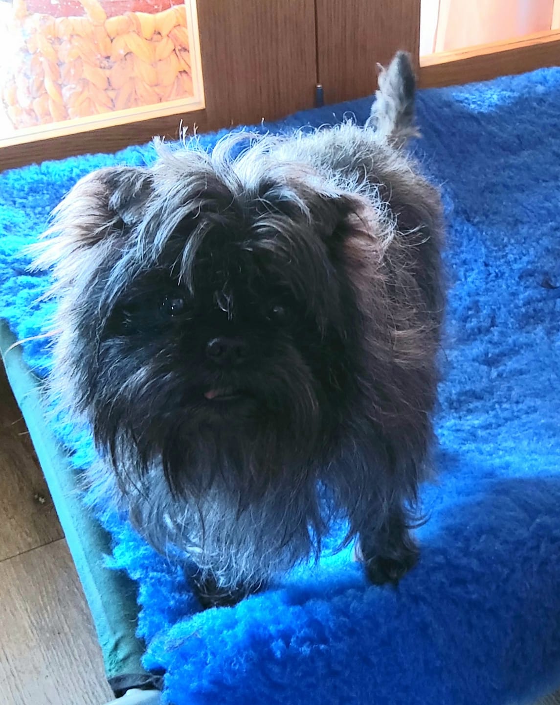 Customer photo review of collagen for dogs
