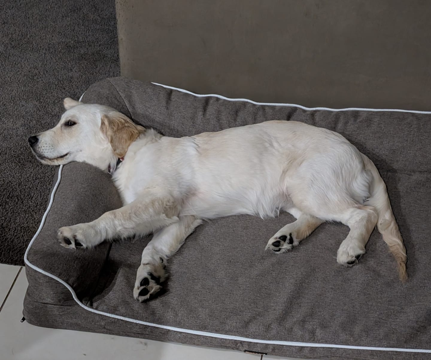 Customer photo review of Orthopedic Pet Bed Memory Foam With Cooling Gel