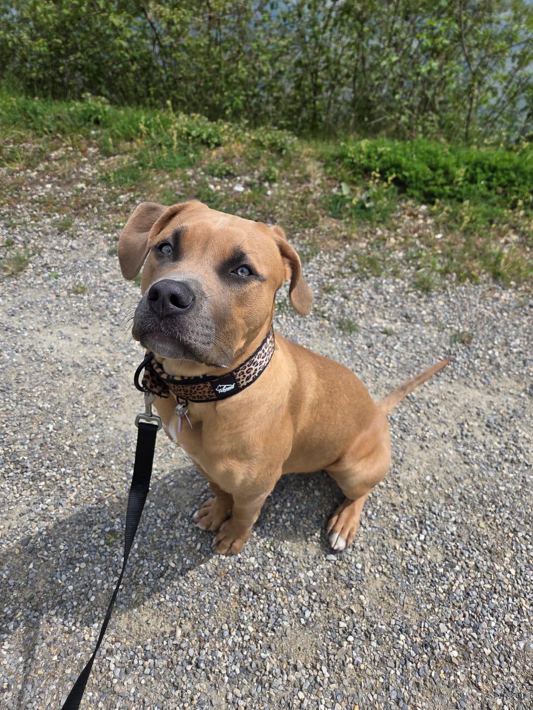 Customer photo review of Active Komfort Leopard - Brett slitstarkt hundhalsband med spänne