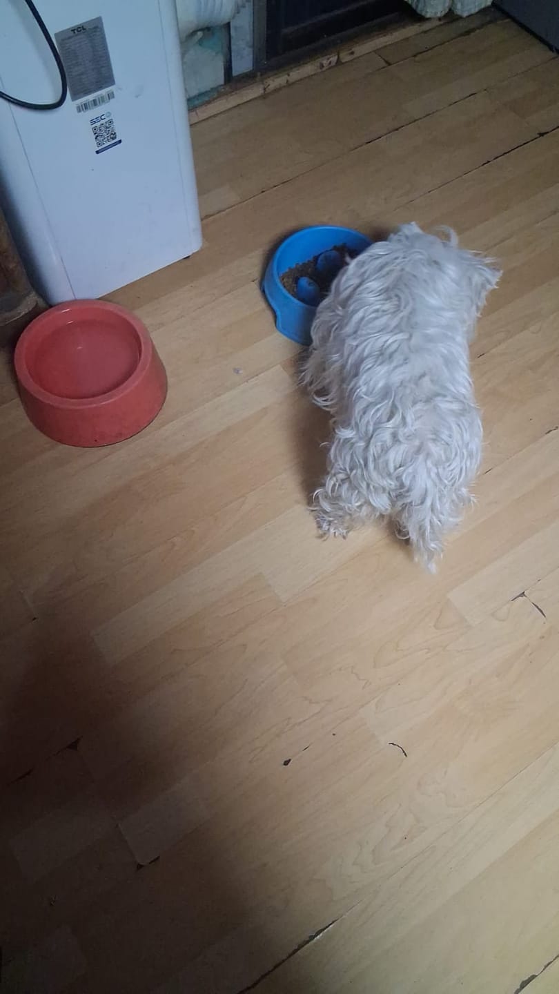 Customer photo review of PetFamily Foods Razas Pequeñas