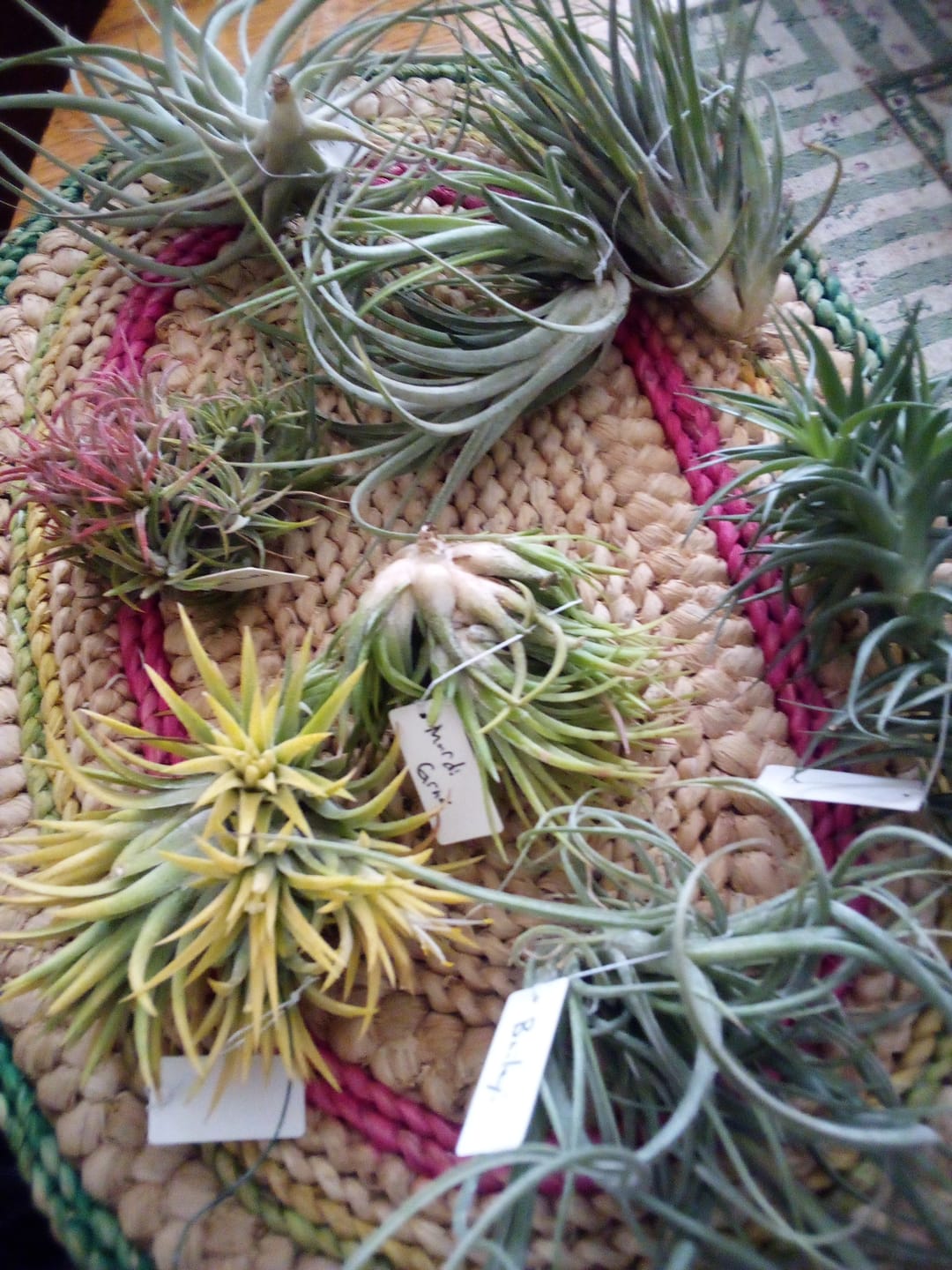 Customer photo review of Air Plant Mystery Box - Curated Tillandsia Collection | 5 Tiers Available