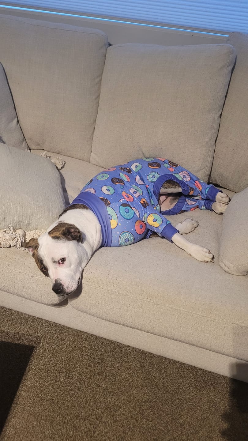 Customer photo review of Dog Pajama - Donuts